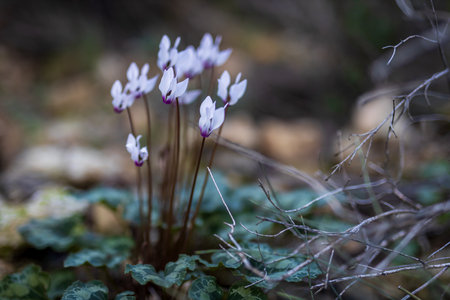 pale pink cyclamens in the Israeli national park in Januaryの写真素材