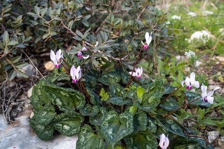 pale pink cyclamens in the Israeli national park in Januaryの写真素材