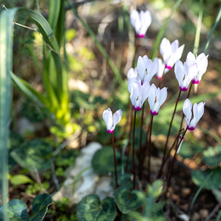 pale pink cyclamens in the Israeli national park in Januaryの写真素材