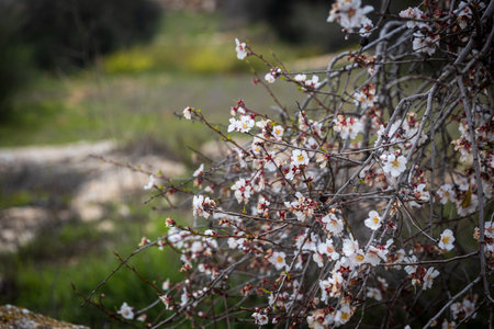 Blossoming almond tree on an almond plantation.の素材 [FY310198665100]