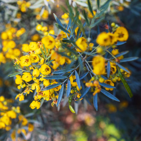 Senna artemisioides, the wormwood senna, is a species of flowering plant in the pea family Fabaceae. Square frameの写真素材