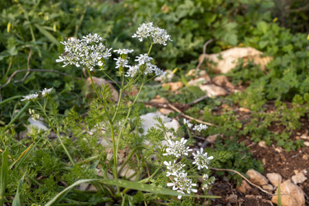 Close up of white wildflower Scandix iberica or Venus' Comb growing in Israel