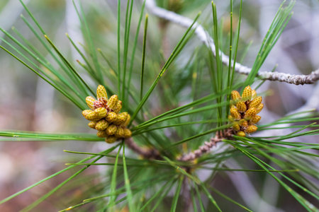 Young shoots of a pine branch close-up. Morning in the forest