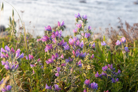 Violet flowers of Echium vulgare on the coastの写真素材
