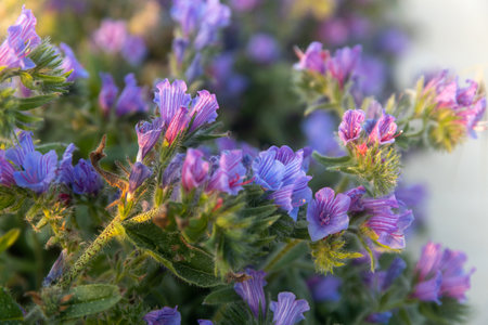 Echium plantagineum is in the rays of the setting sun near the Mediterranean Sea. Flora of Israel.の写真素材