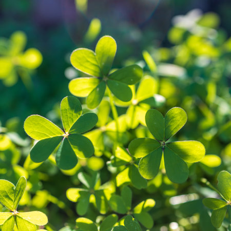 Oxalis is a large genus of flowering plants in the wood-sorrel family Oxalidaceae, comprising over...