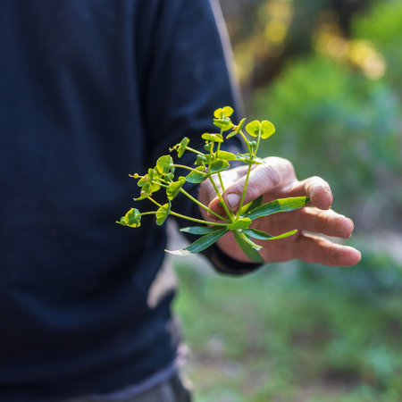 Fragment. A man holds a branch of the poisonous Euphorbia helioscopia in his hand. Square frame.
