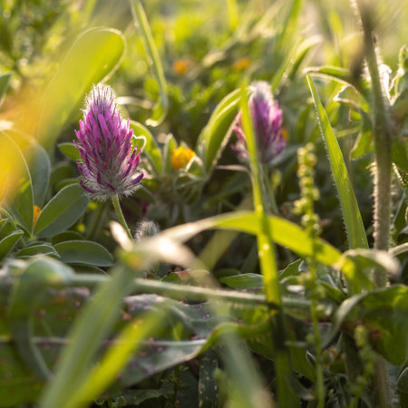 Flora of Israel. Square frame. Trifolium purpureum is in early spring in a meadow at sunset.の写真素材