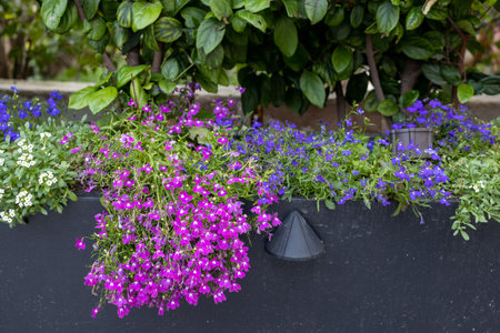 Flora of Israel. Edging Lobelia (Lobelia erinus) in garden,の写真素材