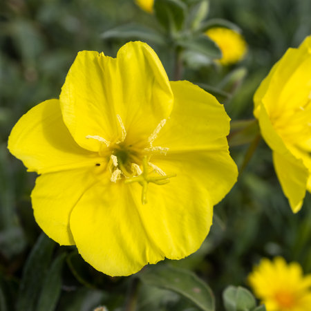 Oenothera drummondii is species of shrub in the family Onagraceae. They have a self-supporting growth form. They are native to The Contiguous United States. Square frame. Flora of Israelの写真素材