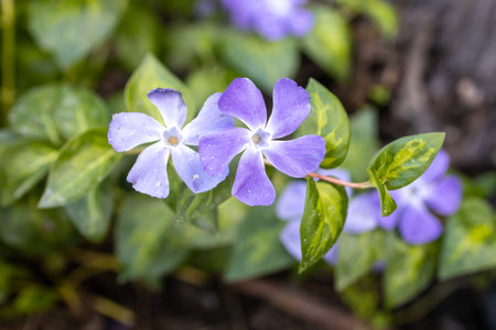 Vinca major, with the common names bigleaf periwinkle, large periwinkle, greater periwinkle and blue periwinkle, is a species of flowering plant in the family Apocynaceae. Flora of Israel.の写真素材