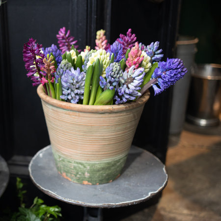 A bouquet of unblown blue , violet and white hyacinths in tin buckets on an iron chair near the entrance to the store as a decorationの写真素材