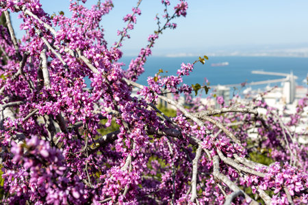 Cercis siliquastrum, commonly known as the Judas tree is a small deciduous tree in the flowering plant family Fabaceae which is noted for its prolific display of deep pink flowers in spring.の写真素材