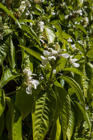 Justicia adhatoda flower and tree.This tree is near the home.の写真素材