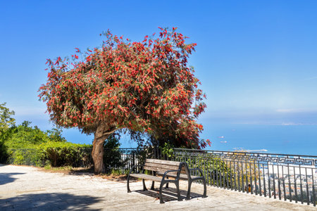 Crimson bottlebrush plant tree grows in an alley against a blue sky. Promenade over Haifa, bench for rest.の写真素材