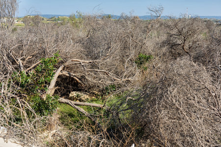 The sand dunes near the Mediterranean Sea are adorned with lush grass and bear intriguing traces of animal and insect life etched into the soft sand. dead treesの写真素材