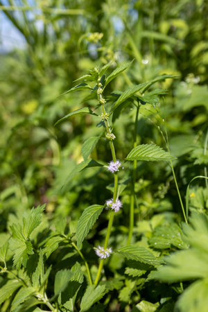 Mentha arvensis, the corn mint, field mint, or wild mint, is a species of flowering plant in the mint family Lamiaceae.の写真素材