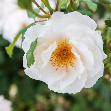 Rosa moschata, the musk rose, is a species of rose which has been long in cultivation. Its wild origins are uncertain but are suspected to lie in the western Himalayas.の写真素材