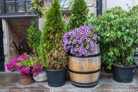 Purple and burgundy petunias in a barrel, thuja and juniper in tubs decorate the entrance to the restaurantの写真素材