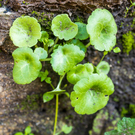 Ficaria verna Huds in winter time in Israel