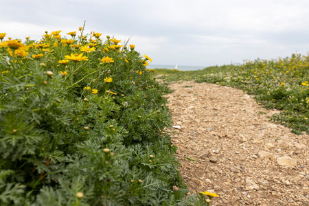 Thickets of calendula in the gorge in spring. Israeli flora.の写真素材