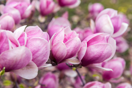 Spring. Magnolia 'Leonard Messel', Pink flower and bud opening on a treeの写真素材