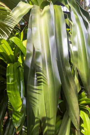 Leaves of Pandanus dubius, commonly known as bakong or knob-fruited screwpine with shade from the sun. Vertical frame.の写真素材
