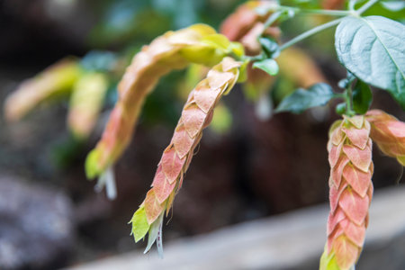 Justicia brandegeeana, the Mexican shrimp plant, shrimp plant or false hop, is an evergreen shrub in the genus Justicia of the acanthus family Acanthaceae.の写真素材