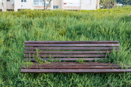 Wooden bench in the thickets of juniper and cypress.