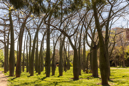 Grove of Brachychiton in a Spanish park in early spring.