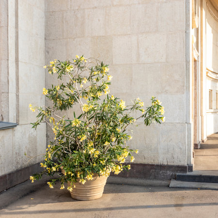 Oleander blooming with yellow flowers in a pot decorates the city. Street design. Square frame.