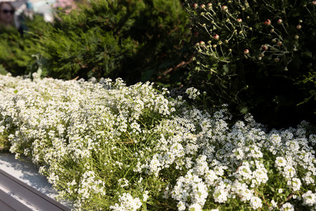 A lawn with grass and white alyssum flowers decorates the urban landscape.  Sunny flowerの写真素材