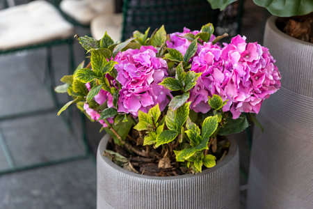 Artificial pink hydrangea flowers in a pot with live plant leaves in a white planter decorate the entrance to a flower shop or restaurant as part of the street decor.の写真素材