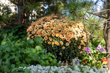Yellow spherical chrysanthemums together with alyssum under pine trees decorate the lawns. Landscape of cityの写真素材
