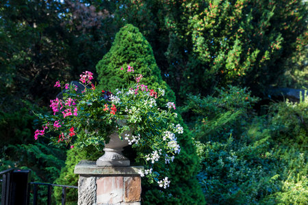 Ivy-leaved white and red geranium in a stone vase at the entrance to the park, against a backdrop of trimmed thuja and yew.の写真素材