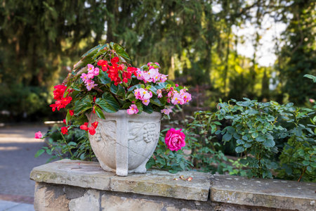 Red begonias in stone vase is on the terrace of a country house as a landscape decoration.の写真素材