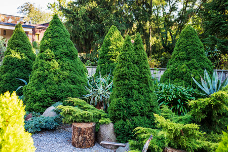 Agave in a pot among trimmed thuja, juniper, and round stones. Landscape design in the park.の写真素材