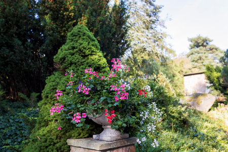 White and red ivy-leaved geranium in a stone planter at the park entrance, with trimmed thuja and yew in the background.の写真素材