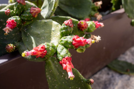 opuntia cochenillifera. Blooming cactus with red flowers in a brown planter pot. Floraの写真素材