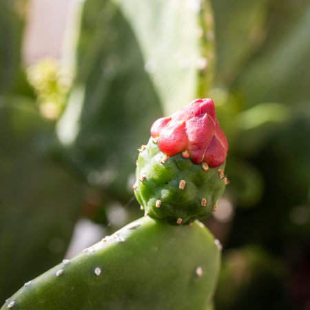 Vibrant Red Flower on Green Prickly Pear Cactusの写真素材