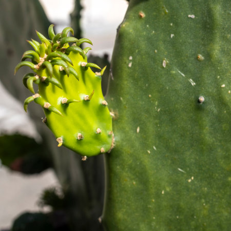 A close-up shot of a bright green cactus opuntia cochenillifera leaf with small thornsの写真素材