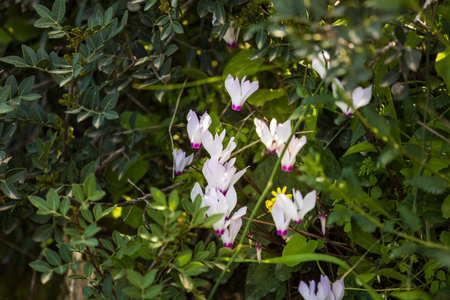 Delicate pink cyclamens in Beit Keshet nature reserve in Israel, spring.の写真素材