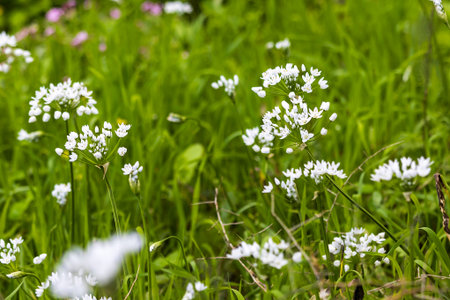 Group of white wild flowers blooming in the green field. Close up of white flowers blooming in thick...