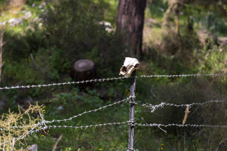 Animal skull placed on a barbed wire fence in the countryside.の写真素材