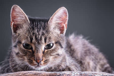 Little cute kittenの写真素材
