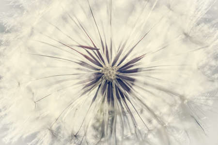 Close up of a dandelion as a backgroundの写真素材