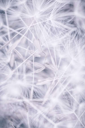 Abstract background of Dandelion seedsの写真素材
