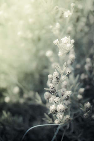 Soft flowering plant as a background with a green hueの写真素材