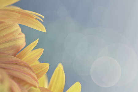 Gerbera flower border with sun rays and bokeh background designの写真素材