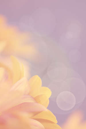 Gerbera flower border with a pastel pink/purple backgroundの写真素材